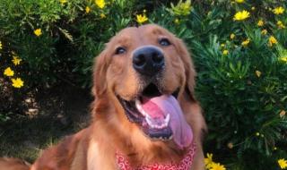 广州帮帮宠物托运公司 广州帮帮宠物托运公司